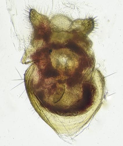 Sylvicola cinctus